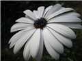 osteospermum